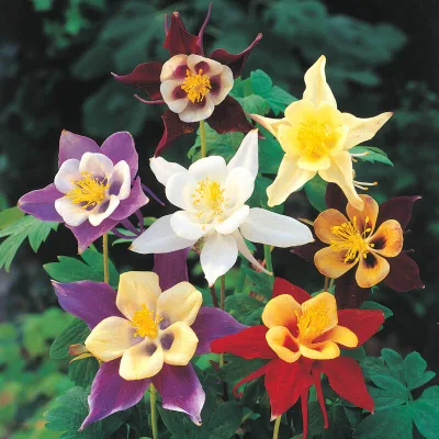 Columbine Seeds Aquilegia Hybrid Seeds Sell