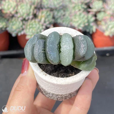  Dudu Hot Sale Rare Snow Wolf Haworthia Natural Live Succulent
