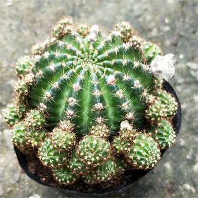  Real Cactus Plants Matucana Aurantiaca