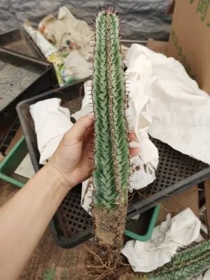 Rare Cactus Succulent for Wholesales with Cheap Price