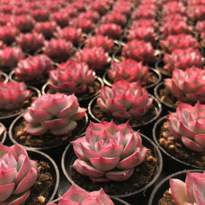  Dudu New Arrival Cheap Aeonium Greenovia Moonlight Cluster Natural Live Succulent