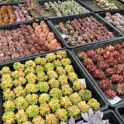 Dudu Topsale Wholesale Indoor Exotic Echeveria Natural Live Succulent
