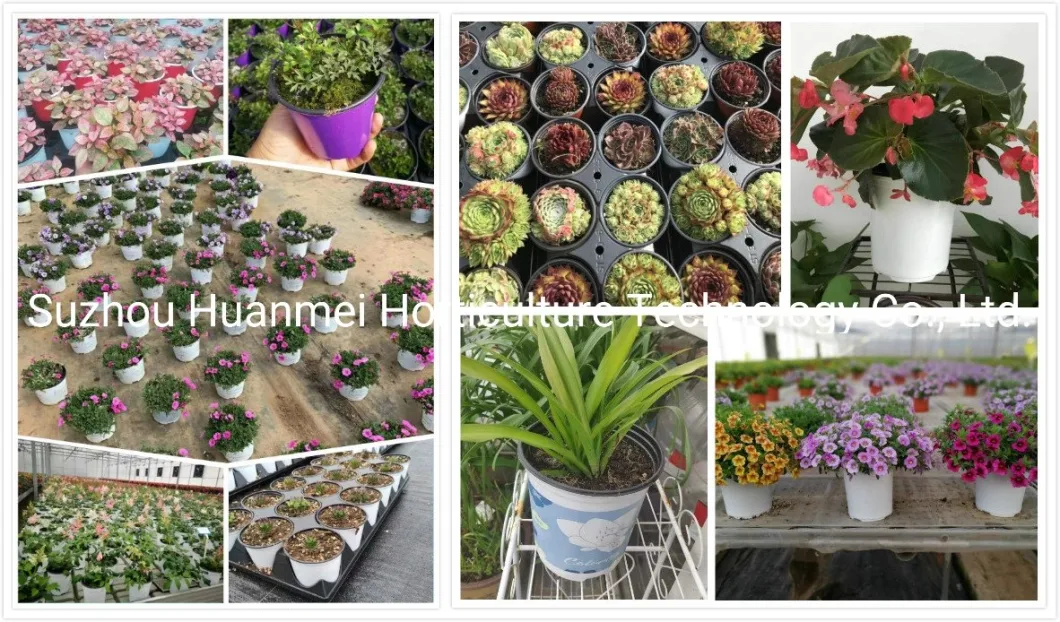 Colourful Planter Pots, Succulent Pots, Nursery Pots