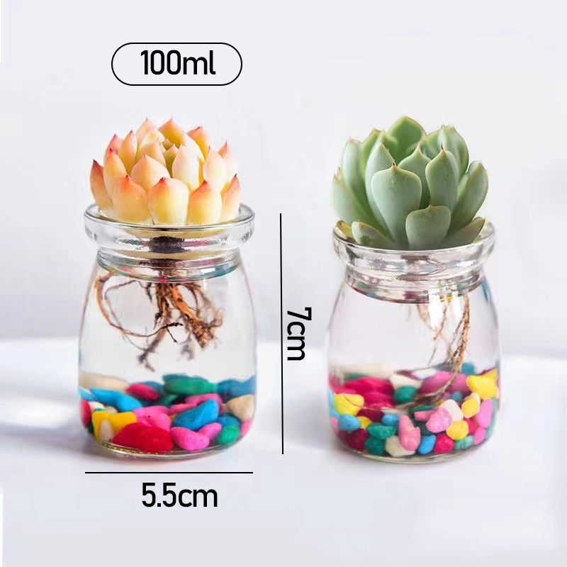 Succulent Plant Hydroponic Clear Bud Vases Mini Glass Flower Vases Dormitory Office Home Table Decor