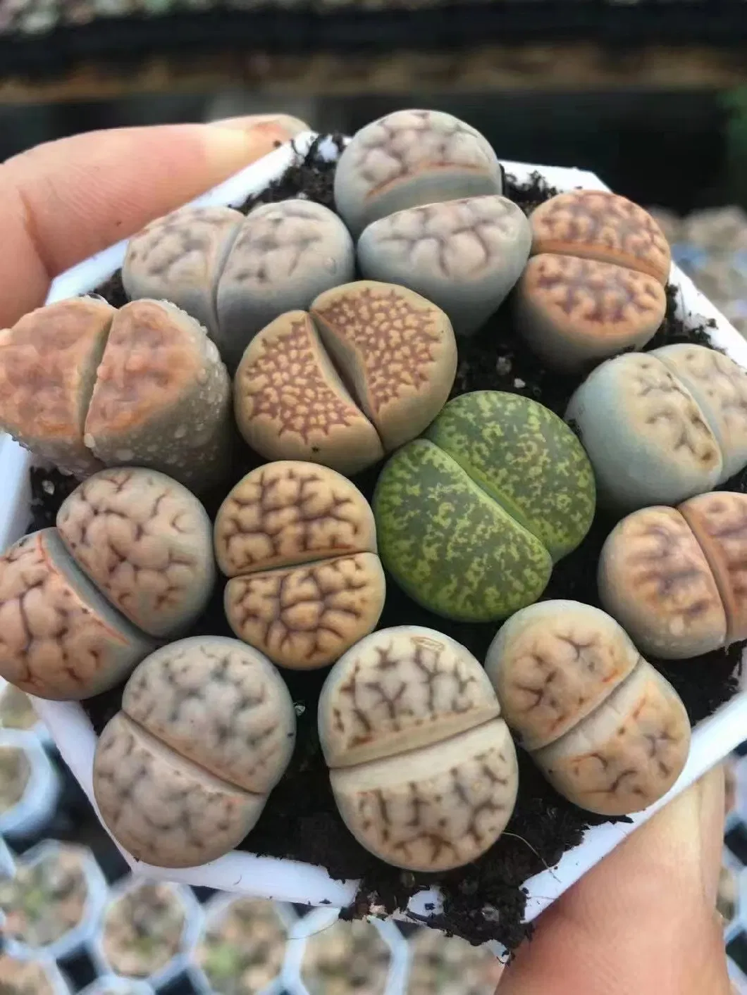 Lithops Indoor and Outdoor Mini Live Succulent and Cactuus Plants Mix Color