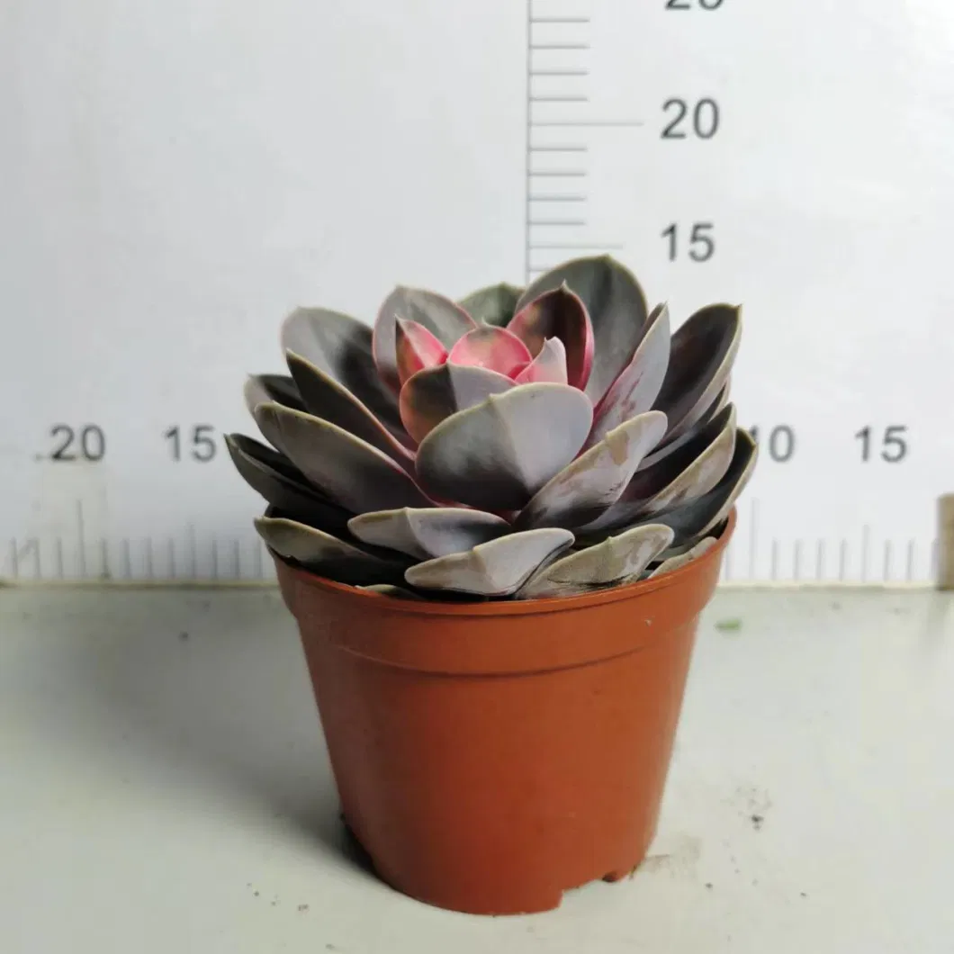 Wholesale Nursery Echeveria/Haworthia/Lithops/Aeonium/Cactus Colourful Rare Natural Live Succulent Plants Red Heart