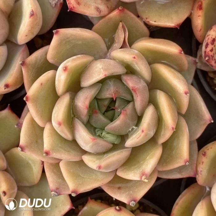 Dudu Nursery Wholesale Echeveria Red Fragrant Concubine Succulent Plants