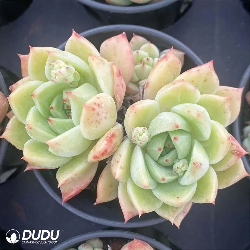 Dudu Wholesale Huang Zhenyi Double Head Natural Live Plants for Home/Garden/Office Decoration