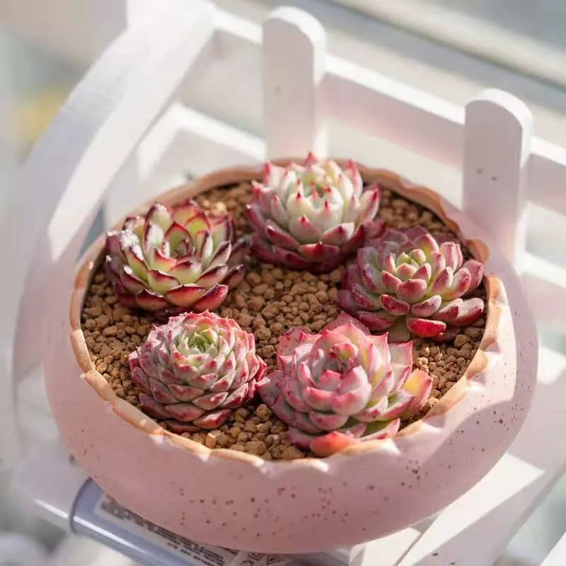 Succulent Plants Box Hotsale Promotion