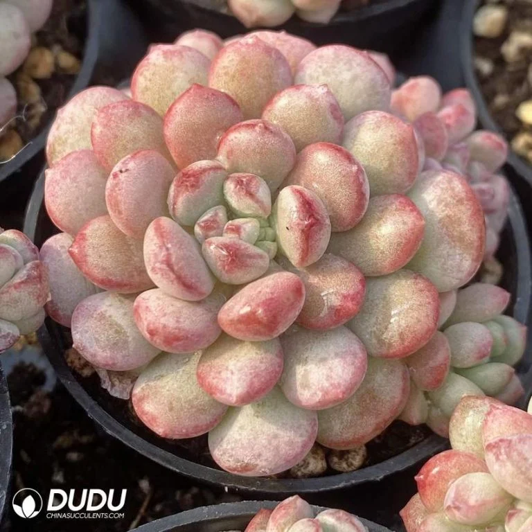 Dudu Beauty Cheap Indoor Graptopetalum Sprout Bean Double Head Graptopetalum Natural Live Succulent