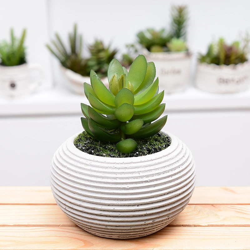 Succulent Ceramic Plant Pot Planters