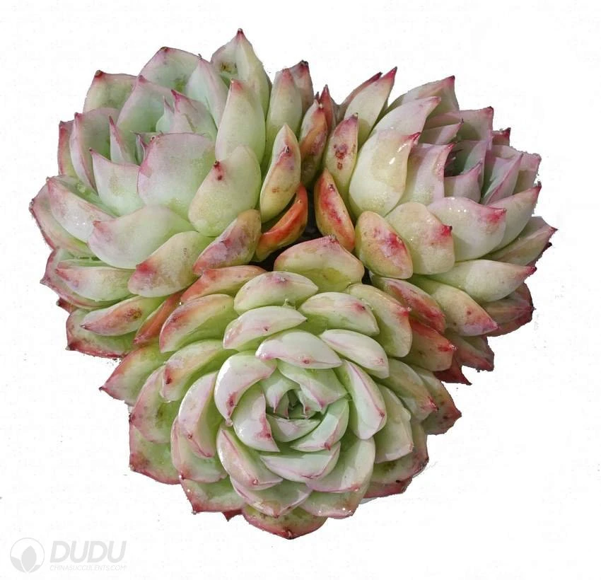 Dudu Hot Sale Thick Leaved Rose Clustering Echeveria Natural Live Succulent