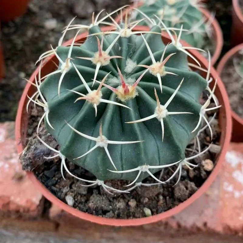 Dudu China Nursery Outdoor Cactus Echinofossulocactus Multicostatus Natural Live Succulent