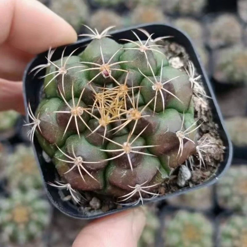 Dudu Hot Sale Cactus Gymnocalycium Damsii Natural Live Succulent for Beginners