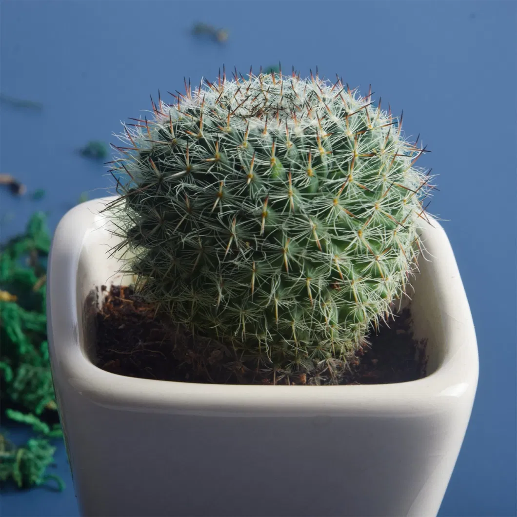 Round Mini Potted Succulent Cactus Plant for Indoor Home Office Decoration