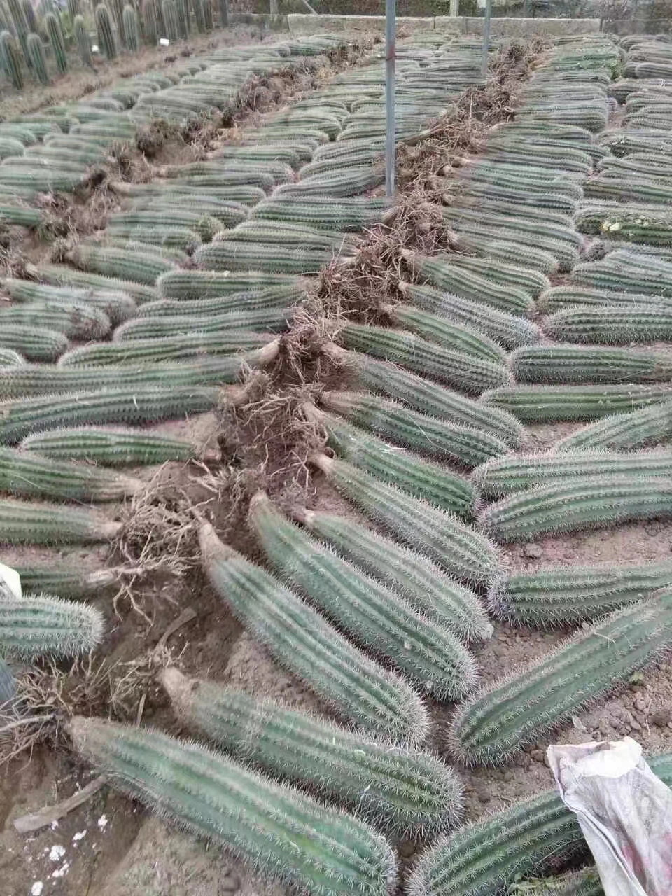 Different Size Outdoor Plants Pachycereus Pringlei Cactus