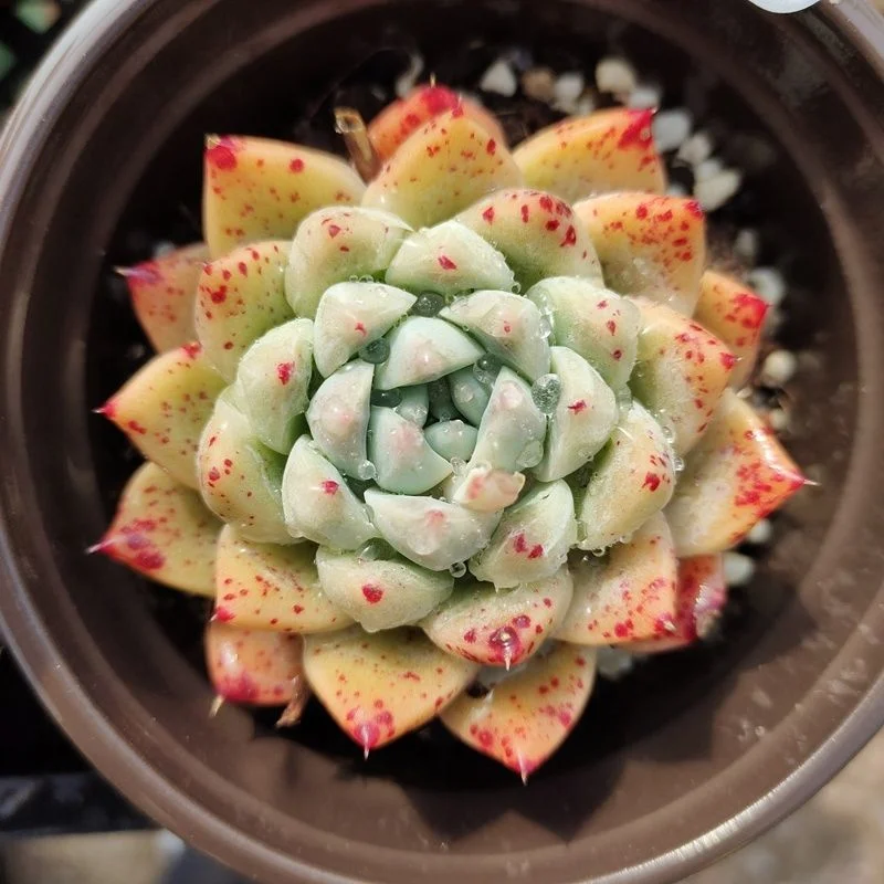 Echeveria Alba Beauty Succulent Plants Bonsai