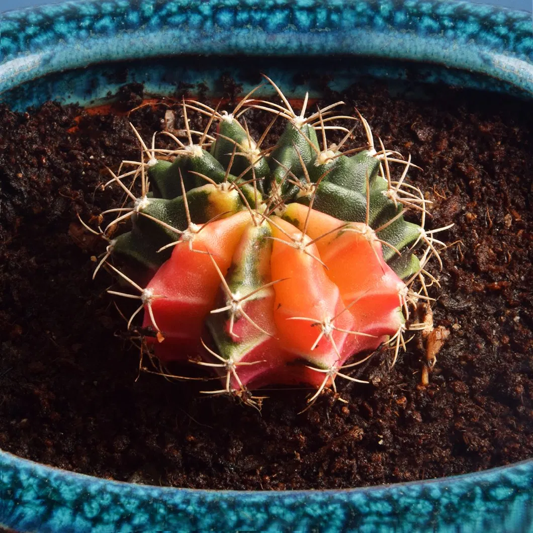 Round Mini Potted Succulent Cactus Plant for Indoor Decoration