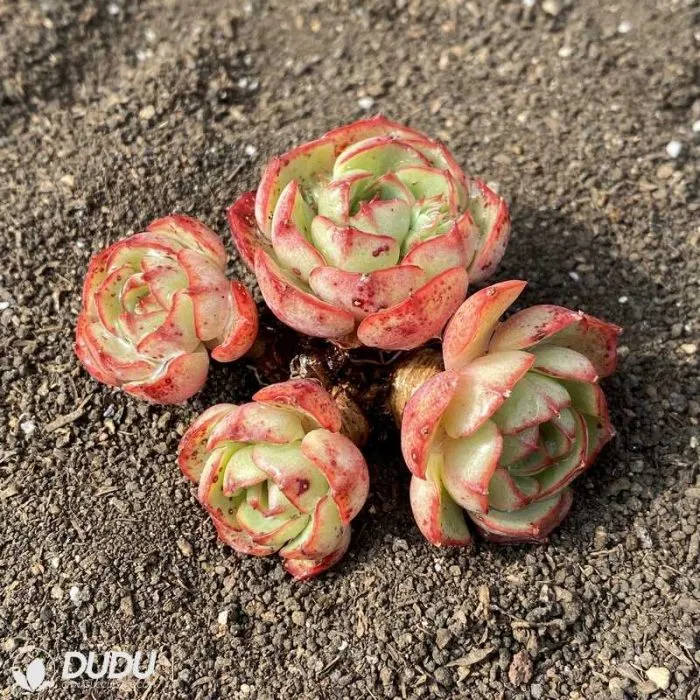 Dudu Beauty Cheap Indoor Echeveria Passion of Love Clustering Echeveria Natural Live Succulent