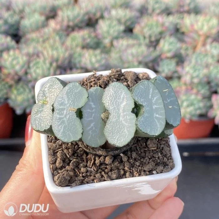 Dudu China Nursery Haworthia Maughanii Conjugation Pretty Succulent Plants for Home Decoration