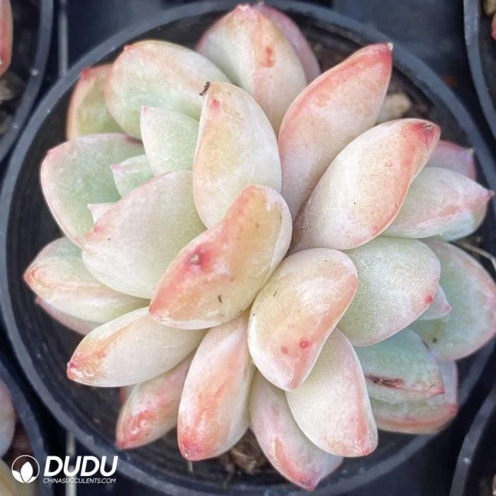 Dudu Unique Succulent Nursery Strawberry Puff Double Head Natural Live Succulent