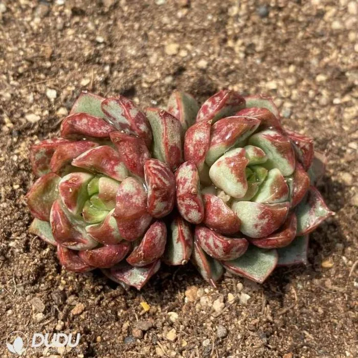 Dudu New Arrival Beautiful Fire Double Head Echeveria Natural Live Succulent