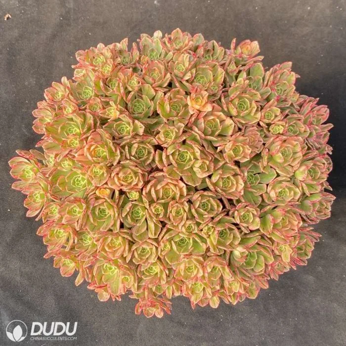 Dudu Wholesale Colourful Sweet Tea Aeonium Natural Live Succulent