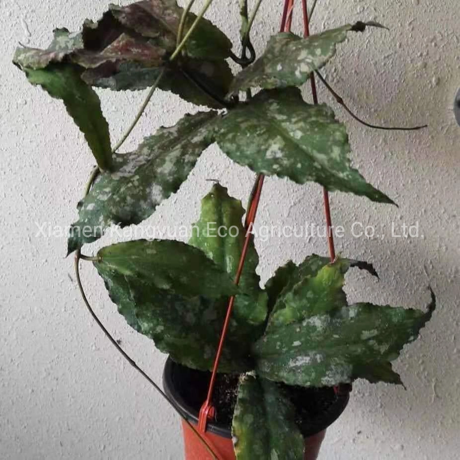 Wholesale Hoya Kerri Reverse Variegated