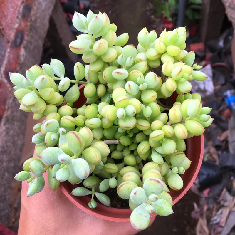 Cotyledon Pendens Living Succulent Bosai