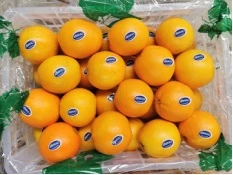 Premium China Navel Oranges: Size 56-64-72 Available