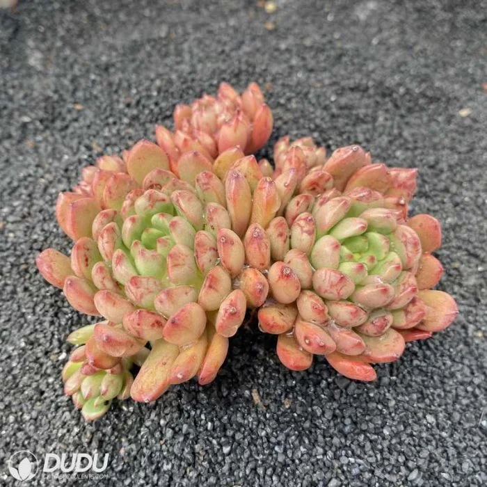 Dudu Beauty Wholesale Indoor Pink Ruby Echeveria Natural Live Succulent