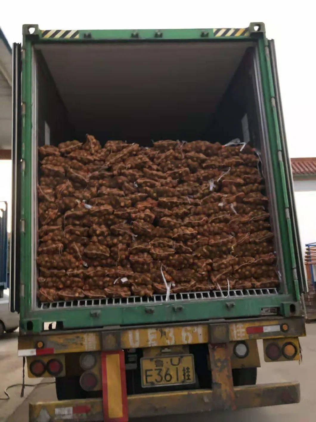 Premium Fresh Taro Harvest