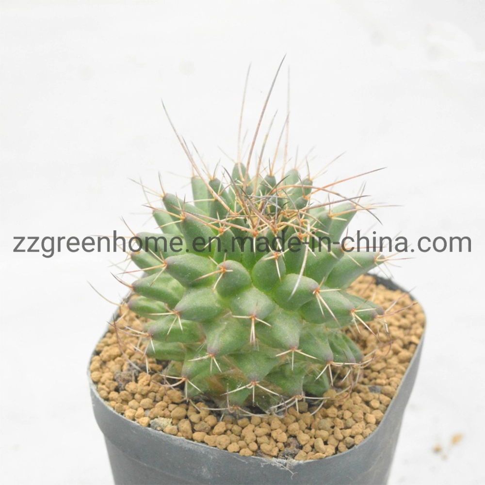 Cactus Mammillaria Compressa Decoration Plant