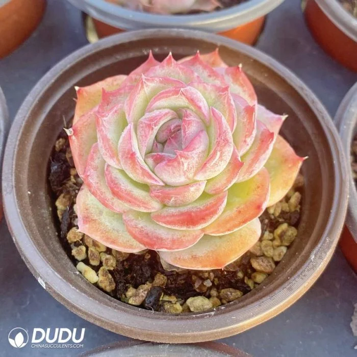 Dudu Popular Wholesale Echeveria Phantom Natural Live Succulent Plants