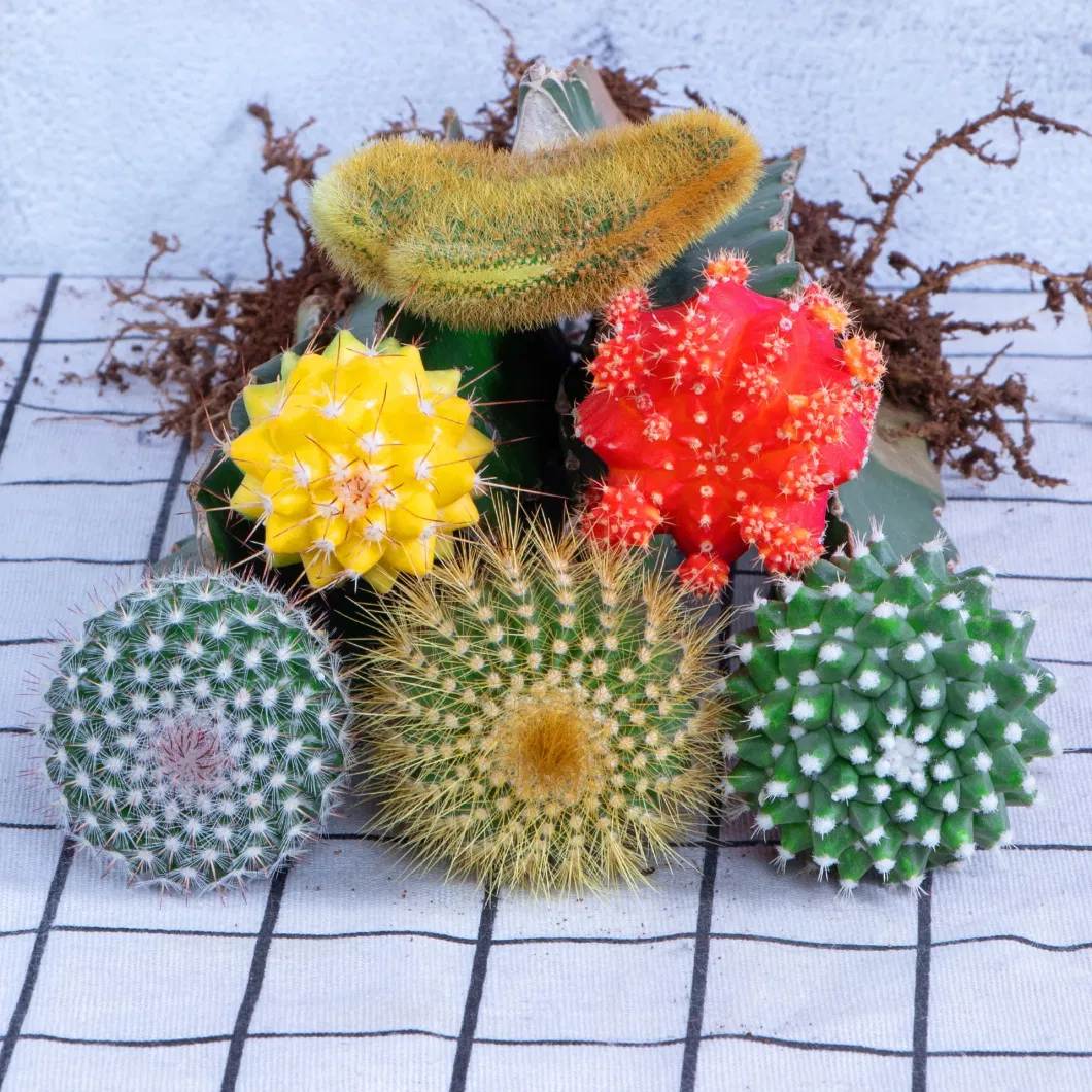 Cactus Grafted Rebutia Heliosa Live Plant Flowers Decoration Tissue Culture