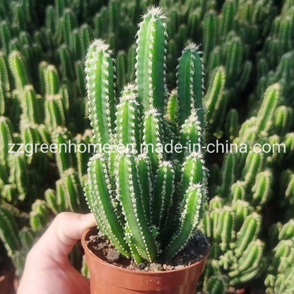 Cactus Fairy Castle Ornamental Live Plant