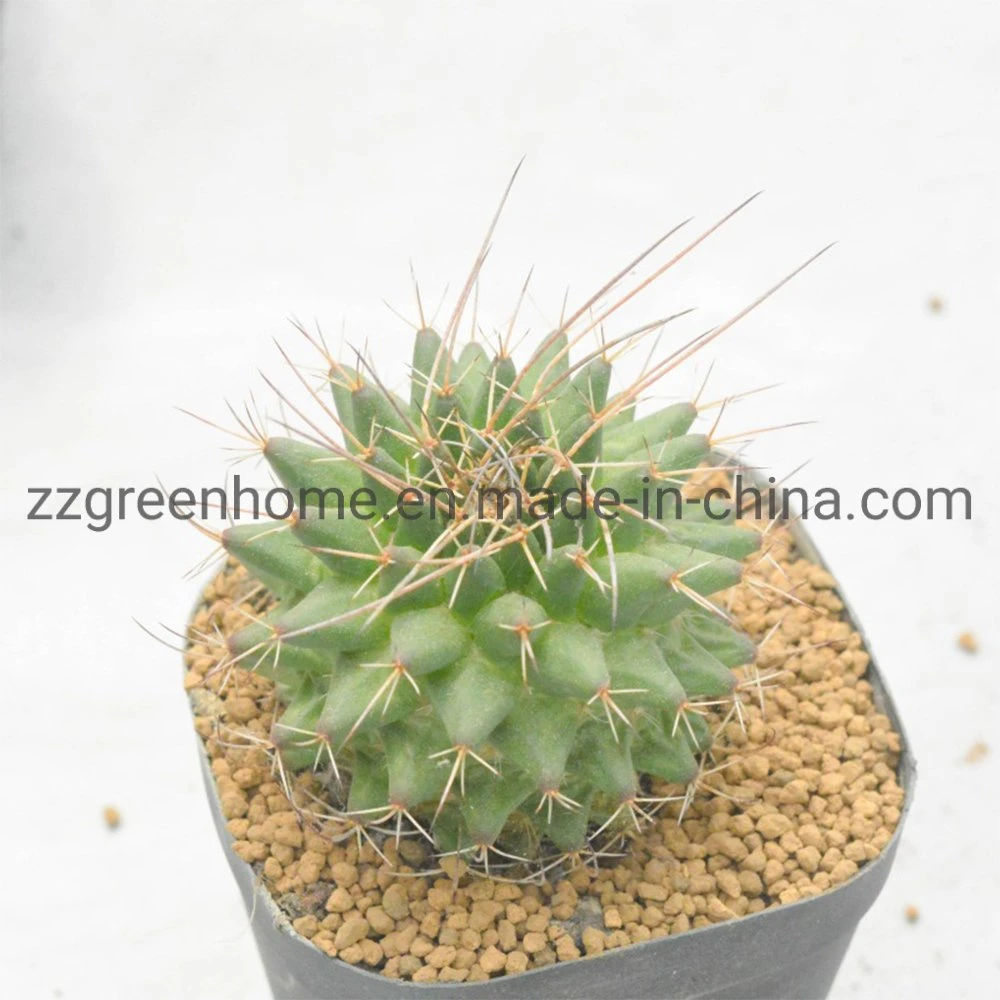 Cactus Mammillaria Compressa Decoration Plant