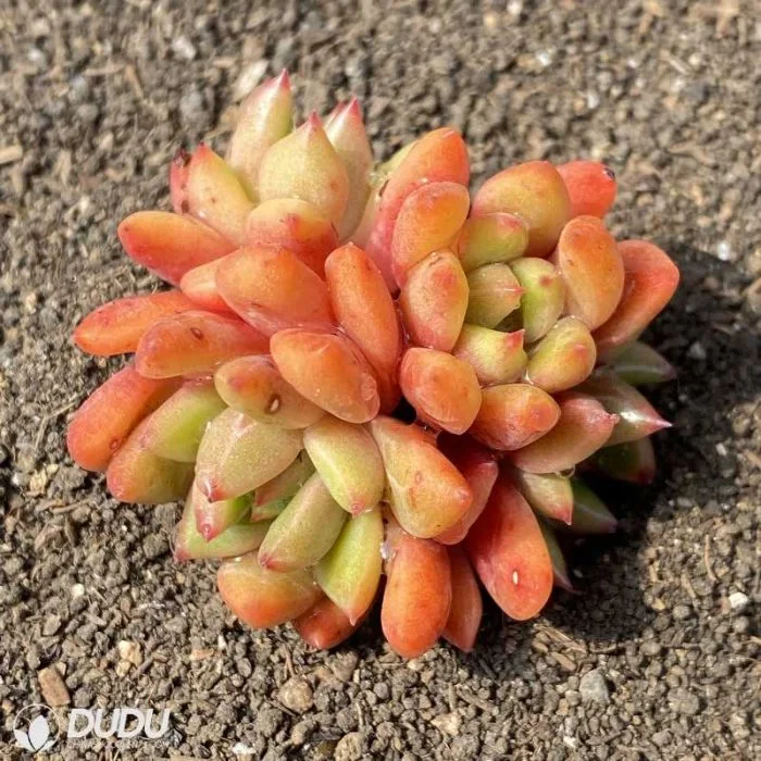 Dudu Popular Wholesale Indoor Red Wine Peach Clustering Echeveria Natural Live Succulent