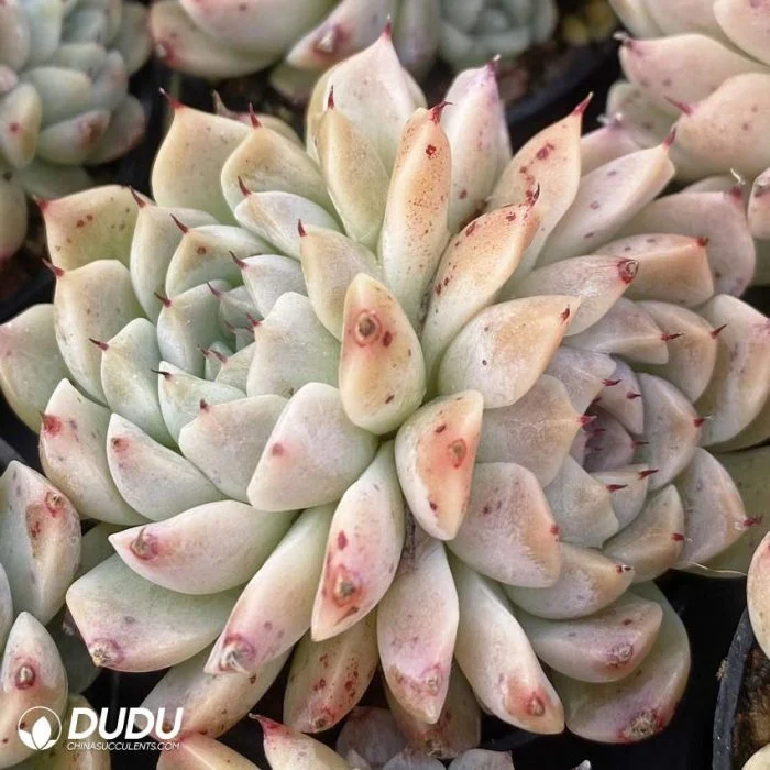 Dudu New Arrival Echeveria Hugo Double Head Natural Live Succulent