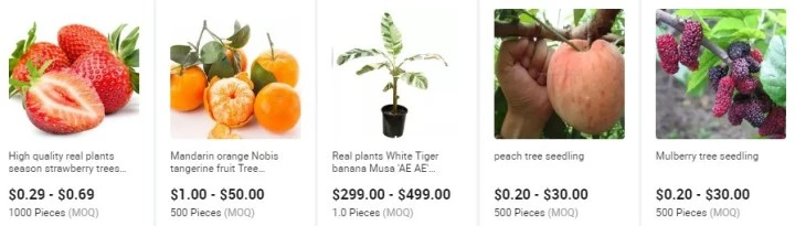 Succulent Sedum &prime;alice Evans&prime; Natural Plants