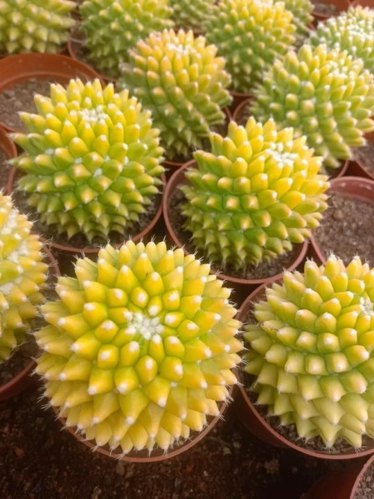 Variegated Cactus Plants Mammillaria Spp