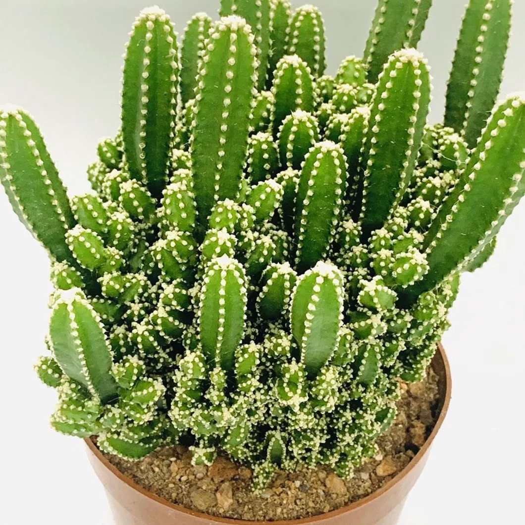 Euphorbia Tirucalli Cactus Extract Home Decor Live Plants Living Room Succulent Wholesale