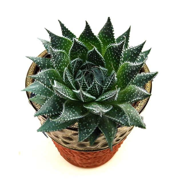 Catus and Succulent Decoration Live Plant Nursery Wholesale