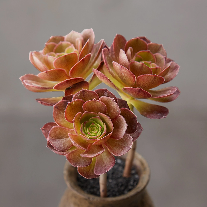 Succulent Aeonium Halloween Living Bonsai