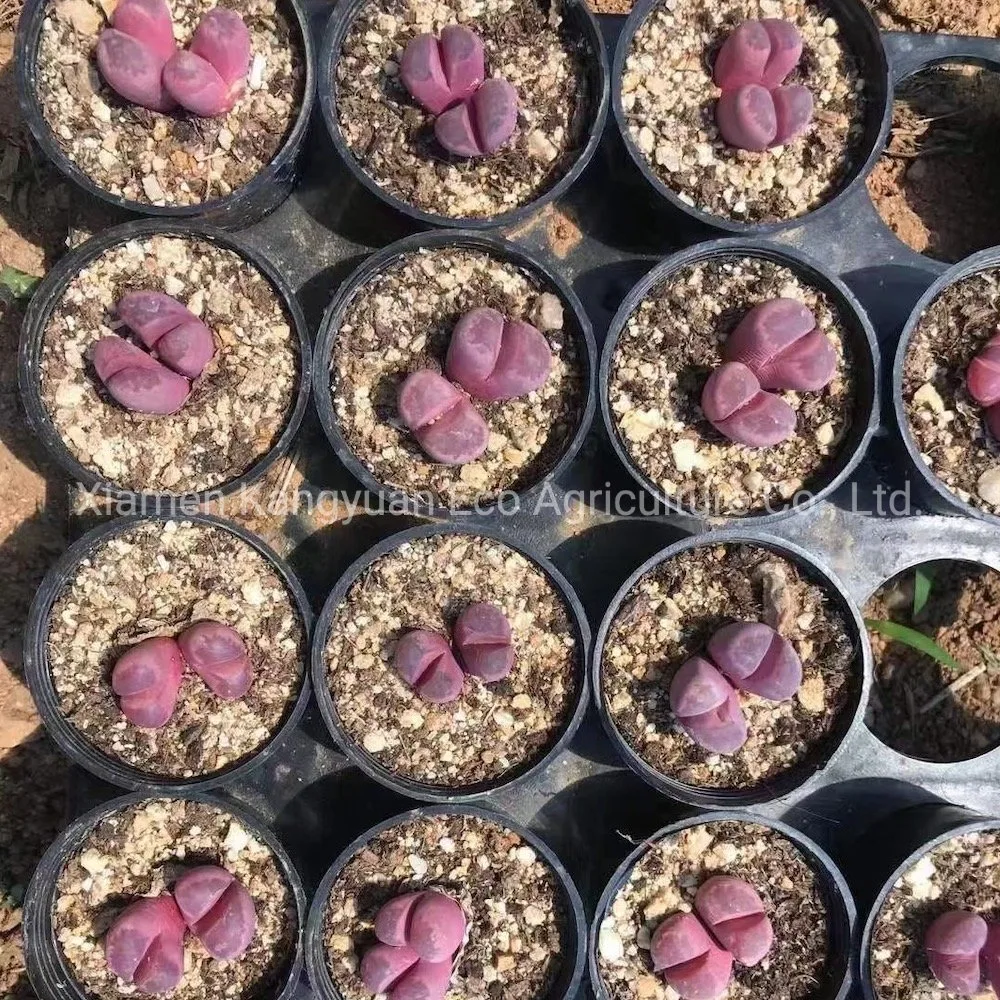 Wholesale Natural Live Plants and Succulents Lithops