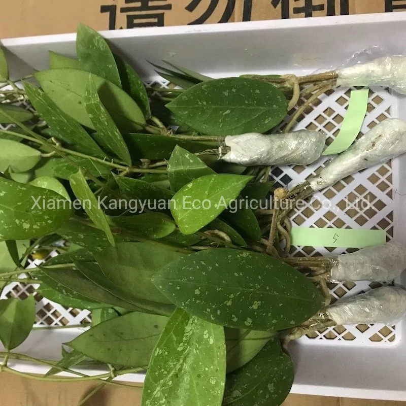 Wholesale Hoya Kerri Reverse Variegated