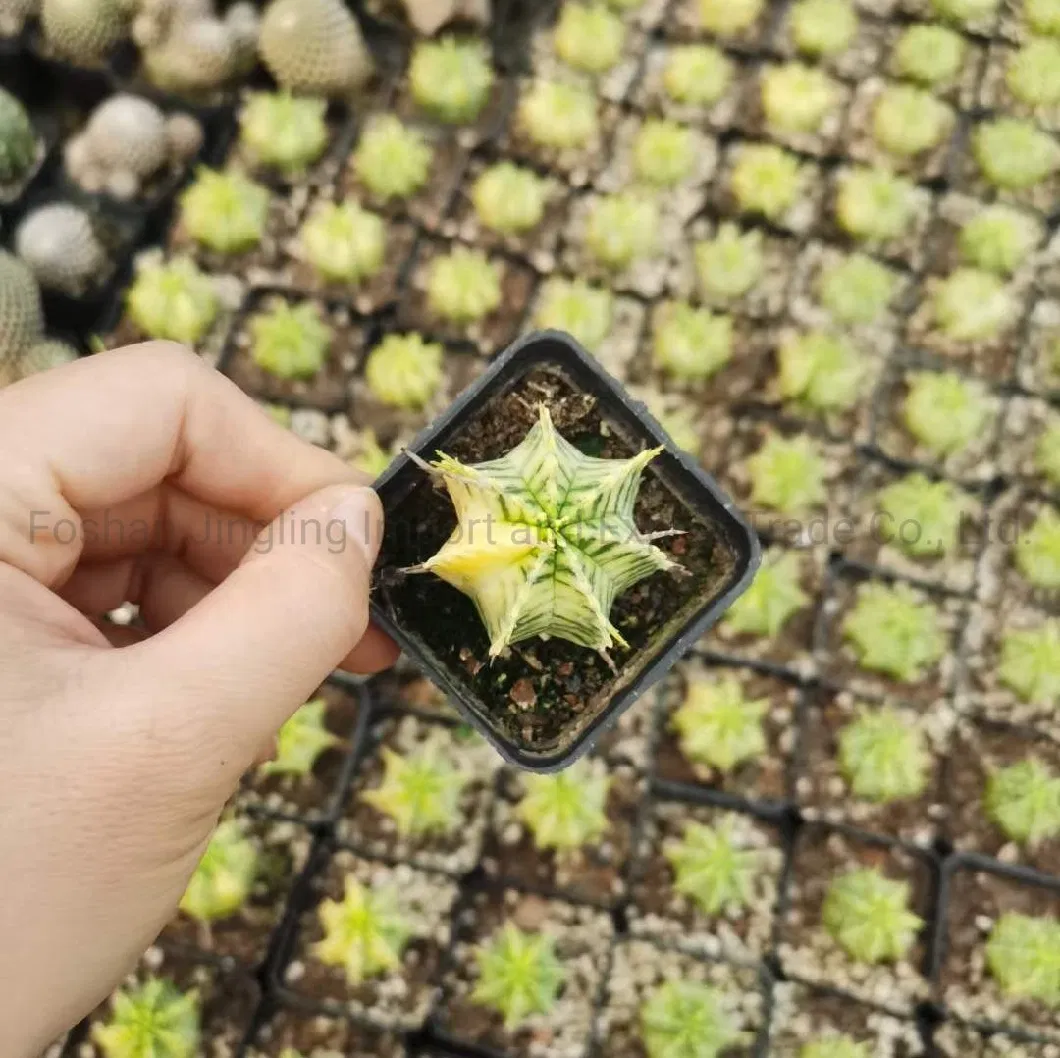 Euphorbia Live Cactus Nursery Variegated Live Plant