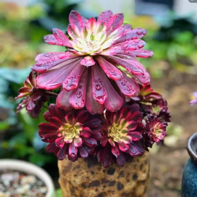 Aeonium Mardi Gras Succulent Bonsai