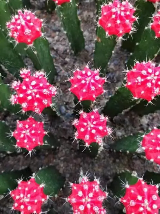 Small Size Red Color Moon Cactus Ball Succulent Plant Live Plant