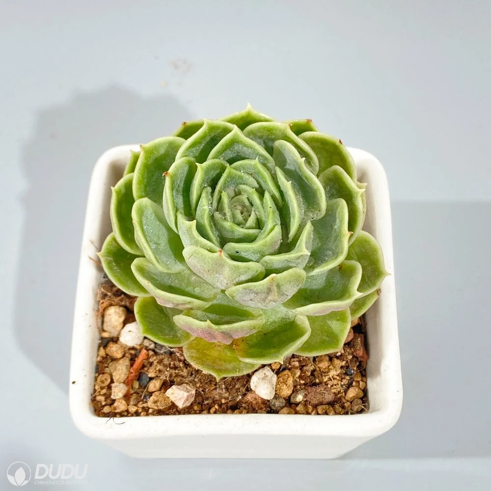 Dudu Hot Sale Real Onslow Echeveria Natural Live Succulent